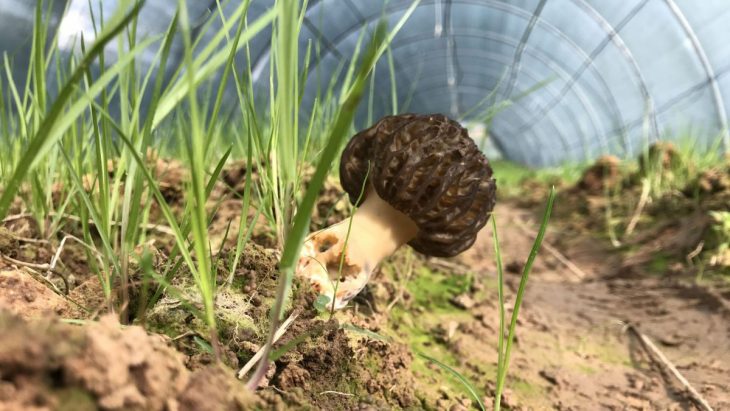 A cultivated morel fruiting inside a greenhouse